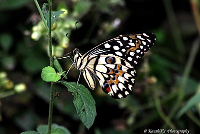 Lime Butterfly