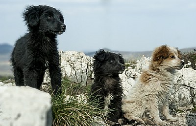 Guardians of the canyon