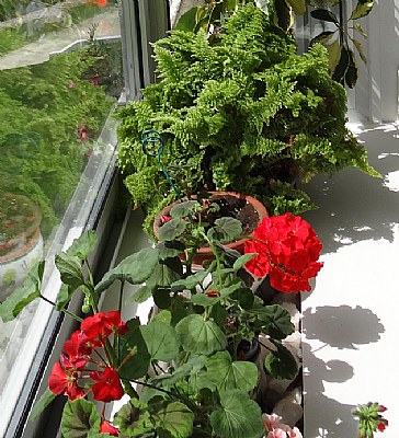 Flowers & Green