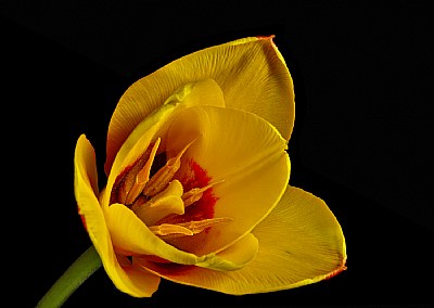 first tulip
