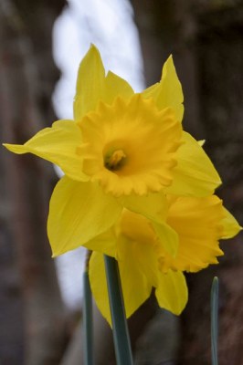 Daffodil Twins