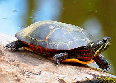 spring Turtle