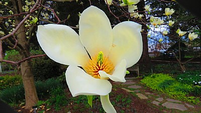 Garden Magnolia
