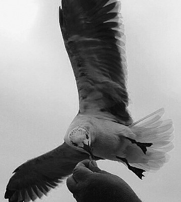 Handfed Seagull