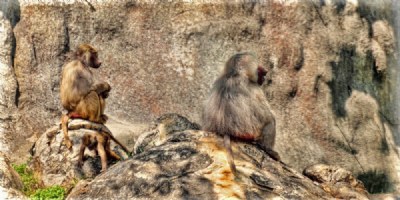 NC. Zoo Baboon family