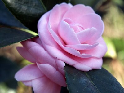 Double Camelia