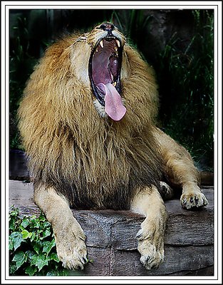 The King Yawns