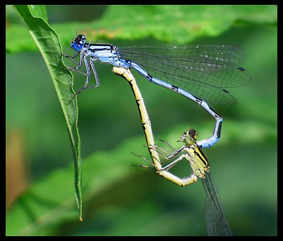 Dragonfly Mating