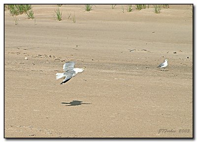 What the heck is this Gull doing?