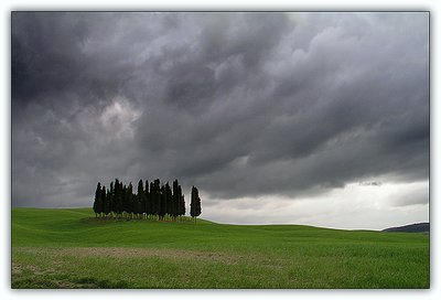 Bunch of cypresses under the grey