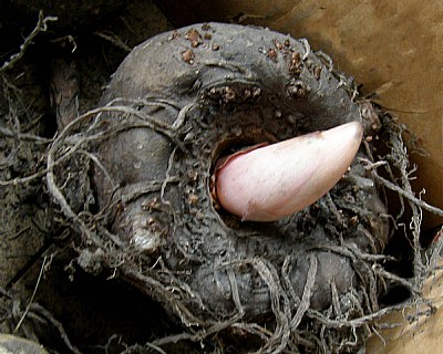 Amorphophallus Bulb