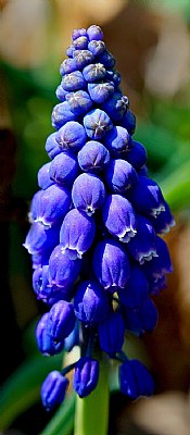 grape hyacinths