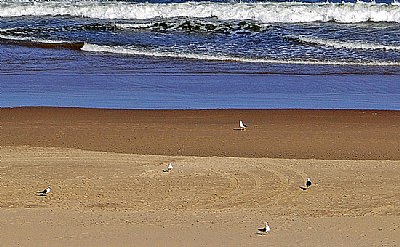 Birds on Beach
