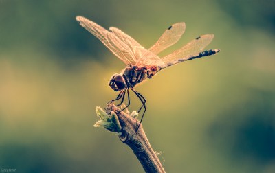 Dragonfly Again