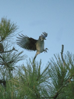 Blue Jay