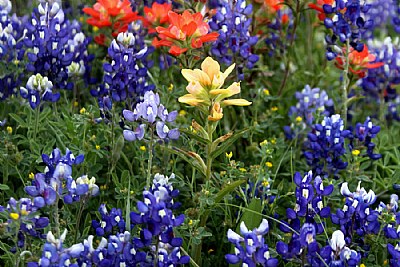 Texas Wildflowers