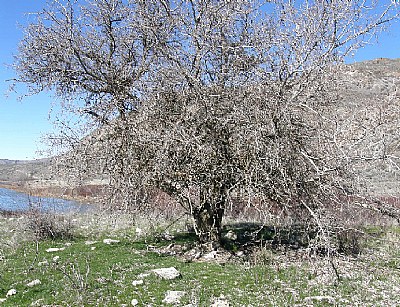 Hackberry Tree