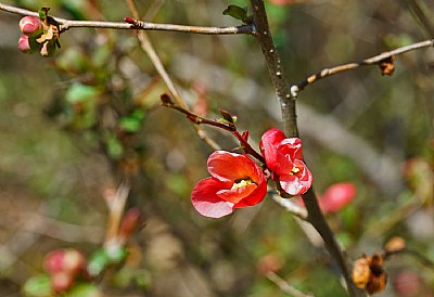  wild quince - on time