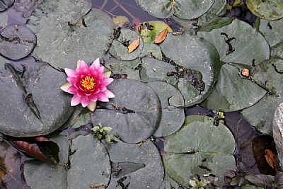 Water lily and lilypads