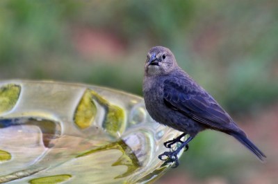 Bird bath pose