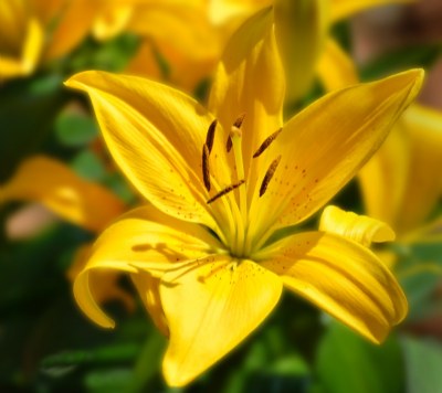 Yellow Lilies