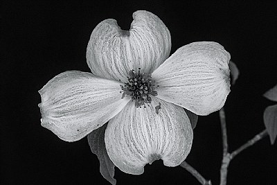 Dogwood Bloom