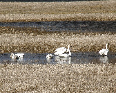 Trumpter Swans