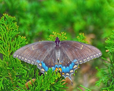 Butterfly and Cypress