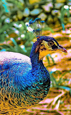 Peacock Thorn 