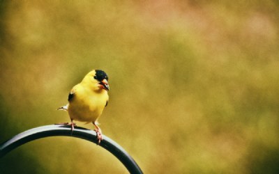 Yellow yard fench