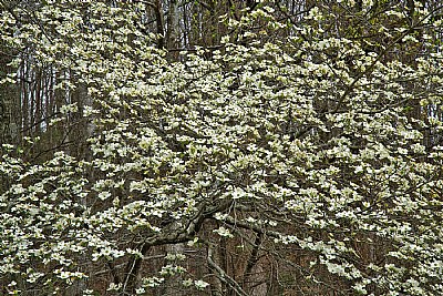 dogwood galore