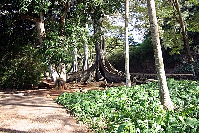 Jurassic Park Trees