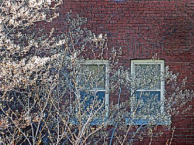 Spring is behind windows