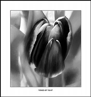 Tones of Tulip