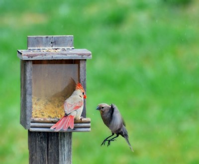 Action at the feeder