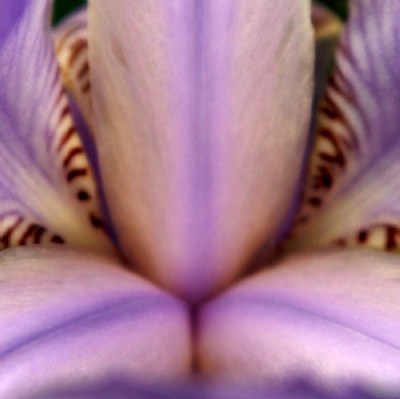 The purple Iris Blossom