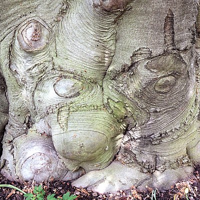 tree-monster