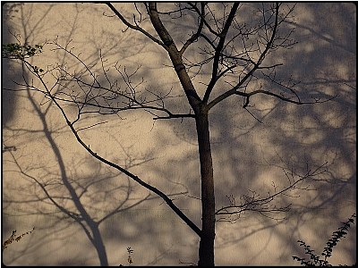 shadow trees 2