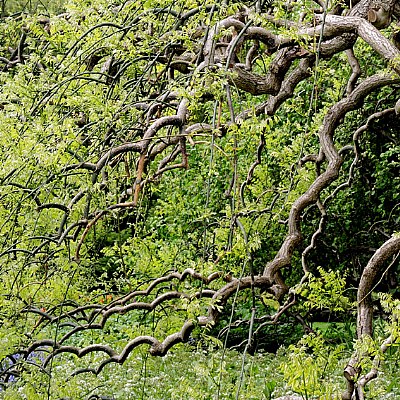 curled branches