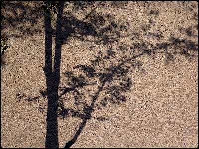 shadow trees 3