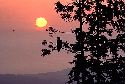 Eagle Silhouette