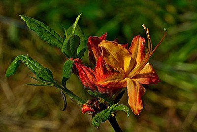  flame azalea