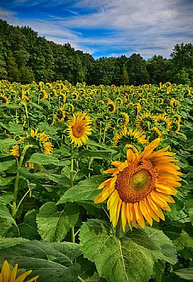 Sunflowers