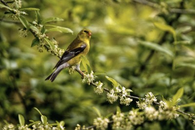 Female Goldfinch