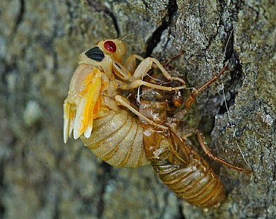 almost! - cicada emerging 4