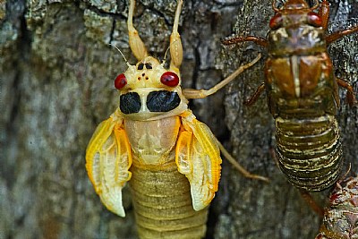 cicada still tiny wings