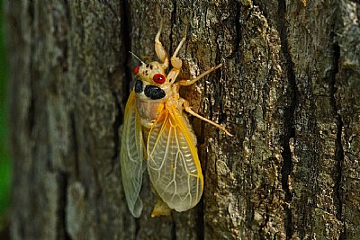 cicada-wings almost full