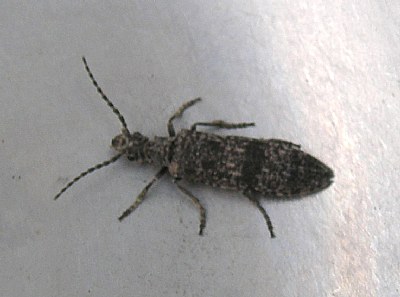 Beetle