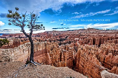 Lone Tree Above Bryce Canyon