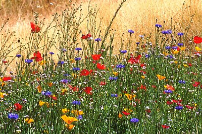 Wildflowers